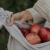 a person holding a bunch of apples