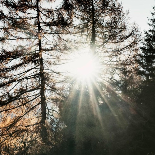 a sun shining through trees
